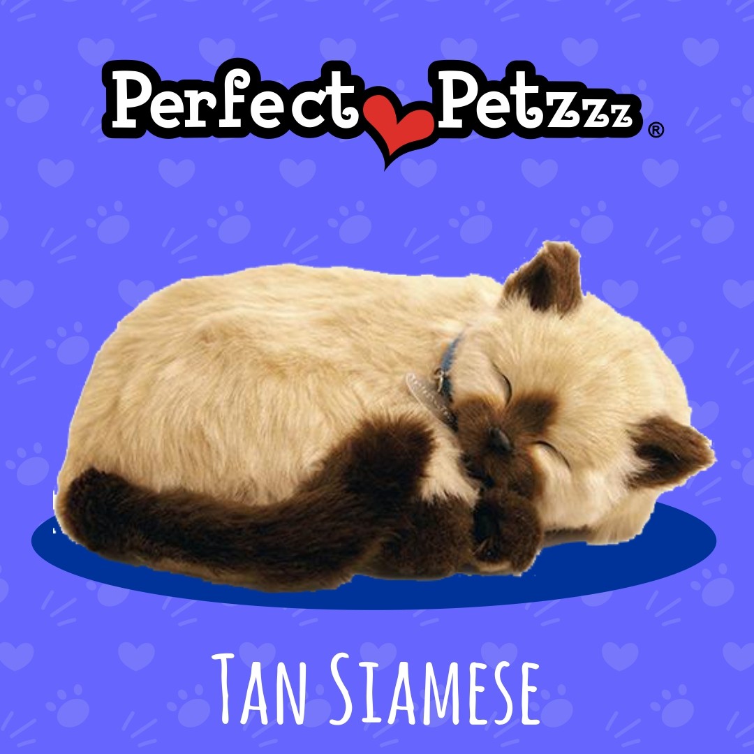 Filhote Gato SIAMES QueRespira Perfect Petzzz