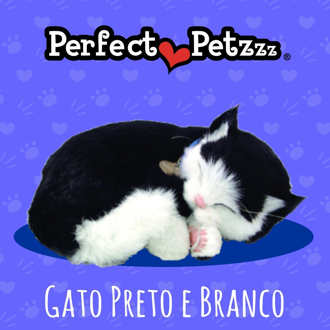 Filhote Gato SHORTHAIR QueRespira Perfect Petzzz