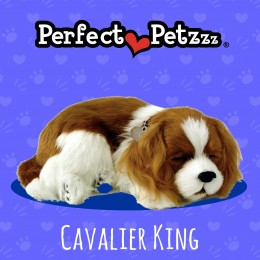 Filhote CAVALIER KING QueRespira Perfect Petzzz