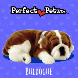 Filhote BULDOG QueRespira Perfect Petzzz